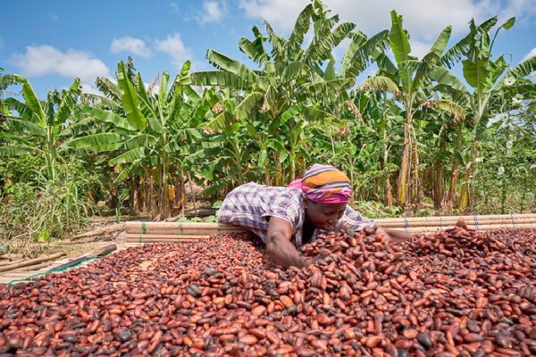 Ghana : COCOBOD annonce un prix de 1 241,76 GH¢ par chargement pour le début des achats de récoltes légères le 18 juin.